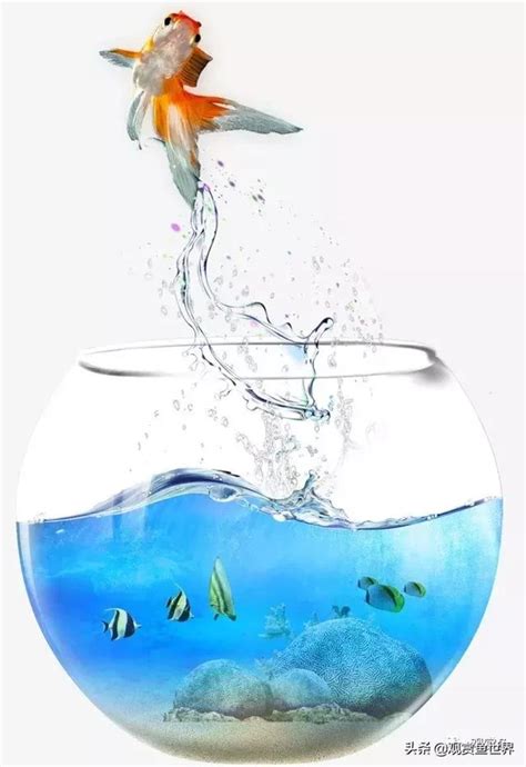 魚跳出魚缸風水 水晶魚是什麼魚